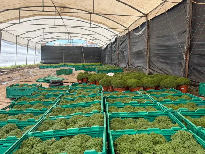 Produção de Manjericos em Pedrouços
